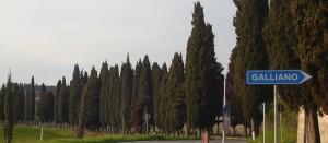 Cipressi a Galliano (300x0)